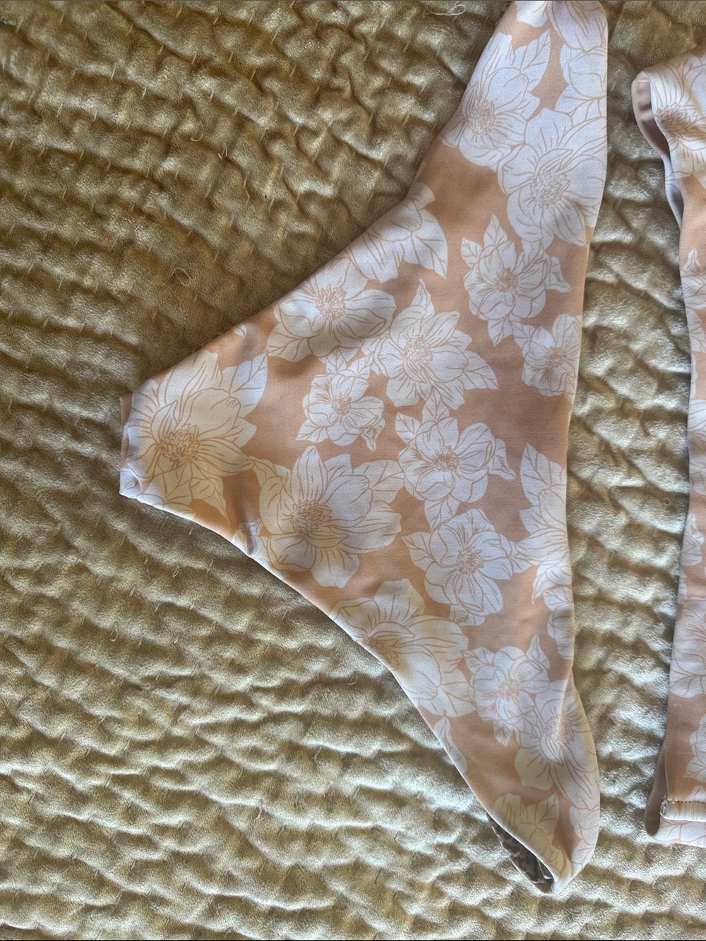 Acacia bikini - Picture 5 of 8